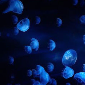 Meet your Posher, Strawberry